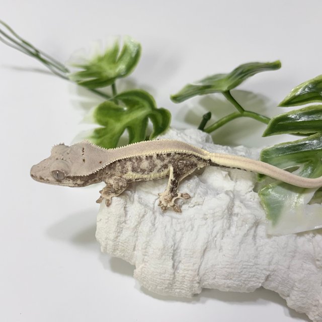 릴리화이트 솔리드백