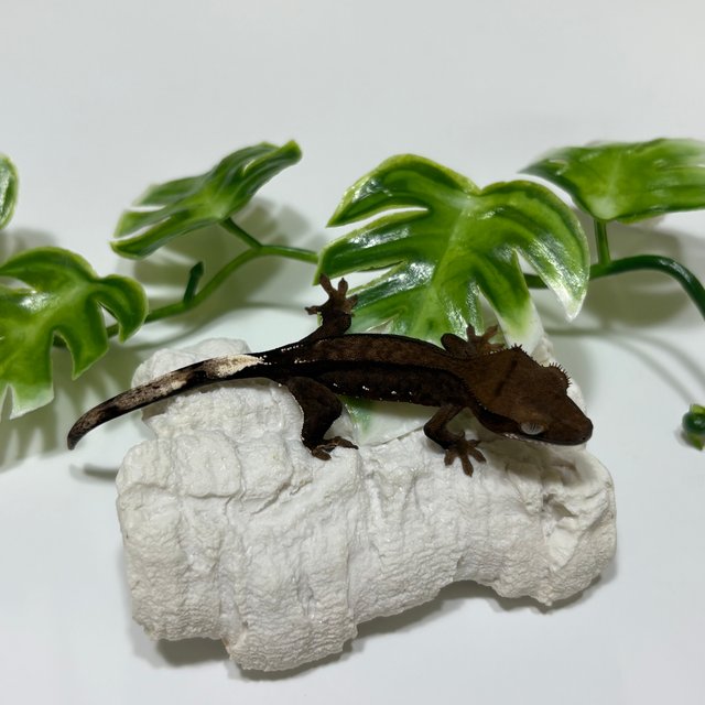 챠콜 팬텀 카푸치노