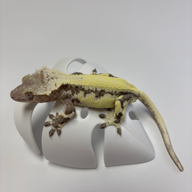 릴리 세이블 아잔틱