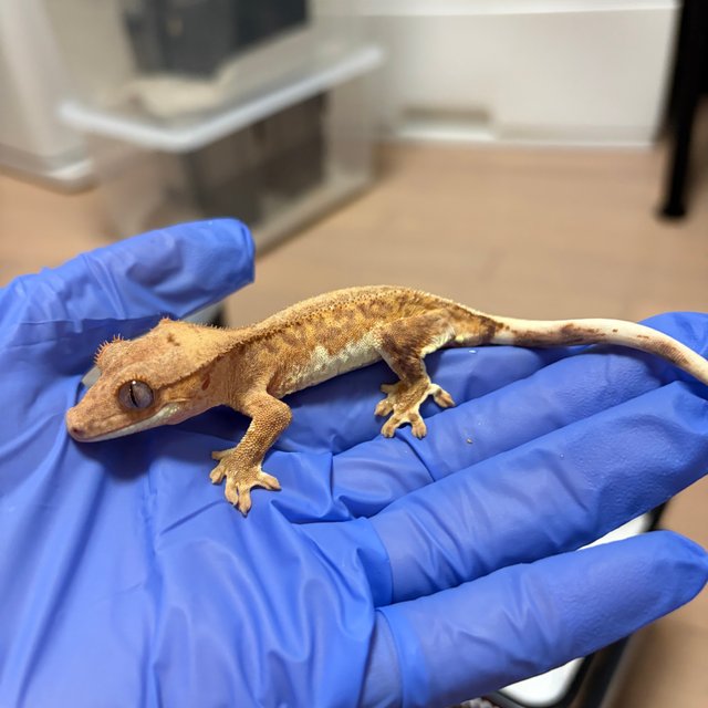 크림 릴리화이트 팬텀