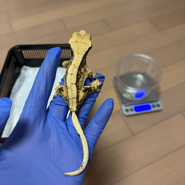 익스트림할리퀸 트라이