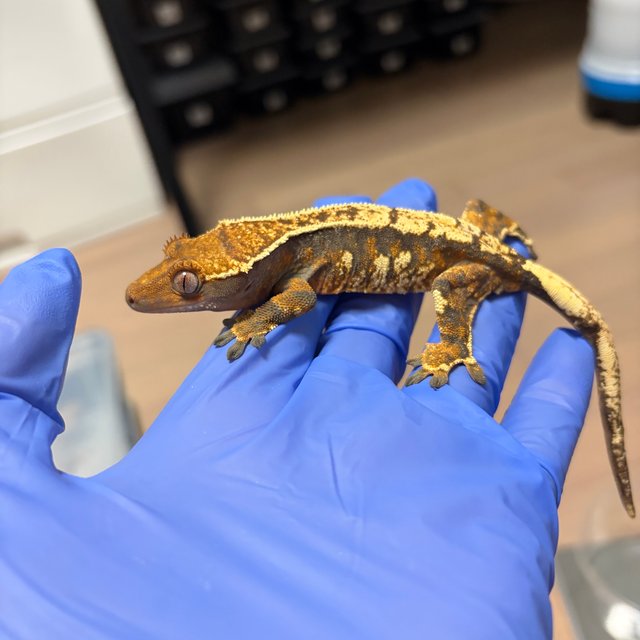 익스트림할리퀸 트라이