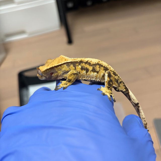 익스트림할리퀸 트라이