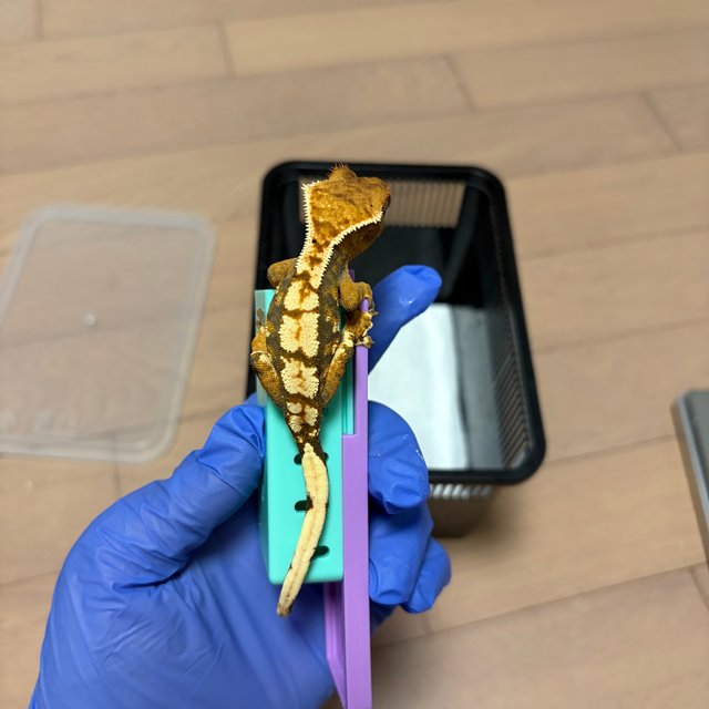 트라이 익스트림할리퀸