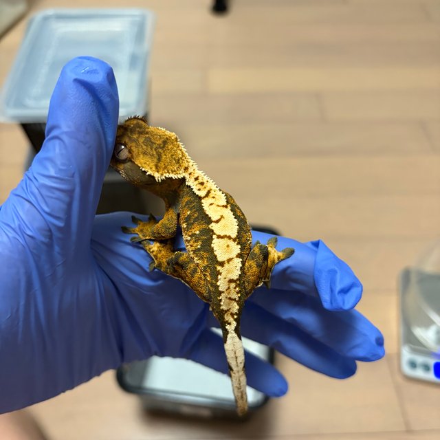 익스트림할리퀸 트라이