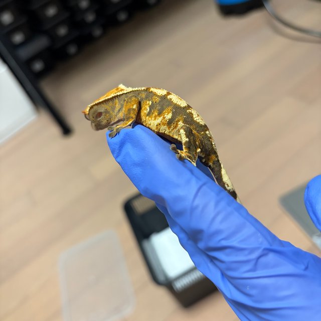 트라이 익스트림할리퀸