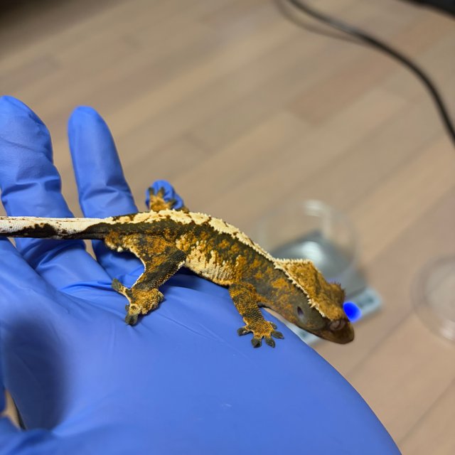 익스트림할리퀸 트라이