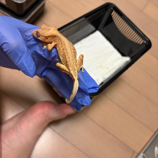 크림 릴리화이트 팬텀