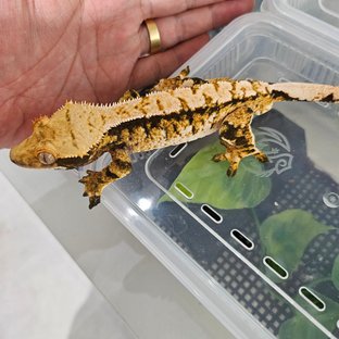 익스트림할리퀸 트라이 할리퀸