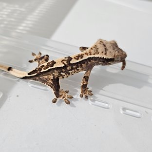 트라이 익스트림할리퀸