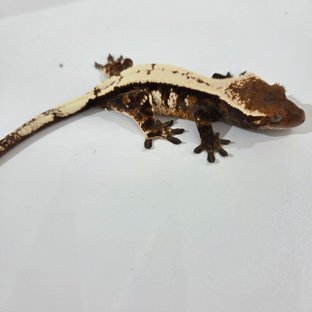 세이블 화이트
