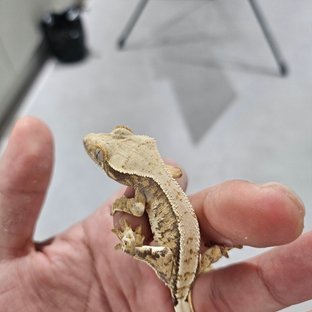 트라이 쿼드 익스트림할리퀸