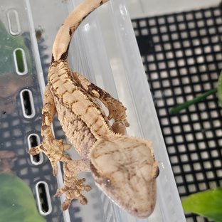 익스트림할리퀸