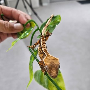 익스트림할리퀸 트라이