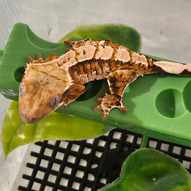 익스트림할리퀸