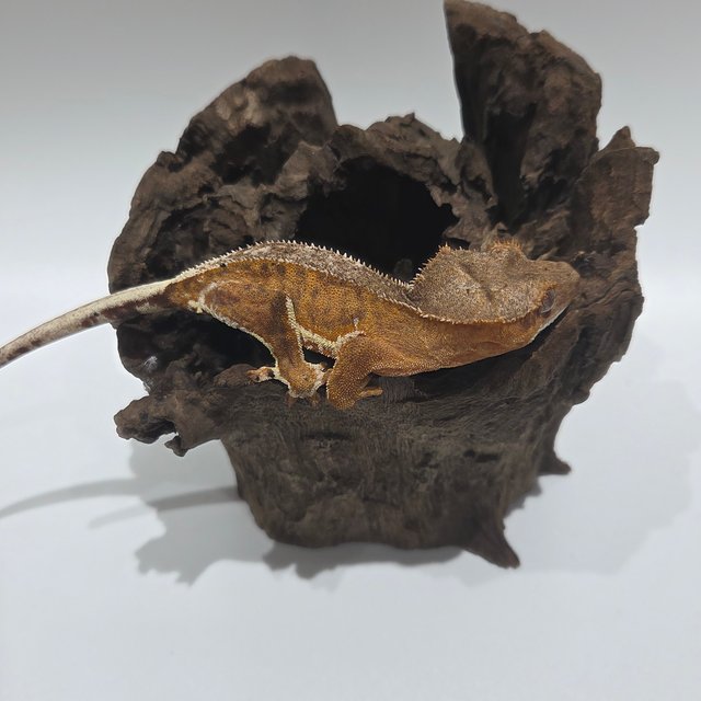 릴리100%헷아잔틱 팬텀