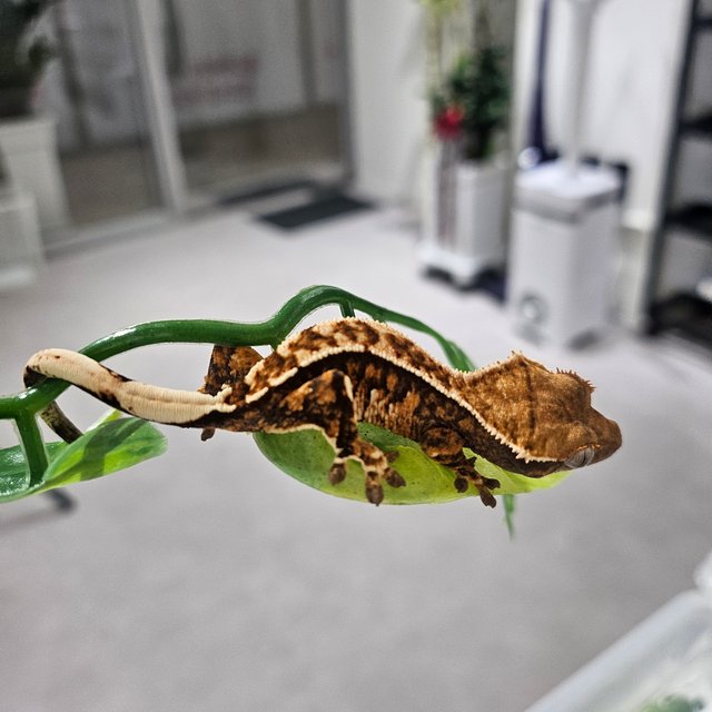 익스트림할리퀸 트라이