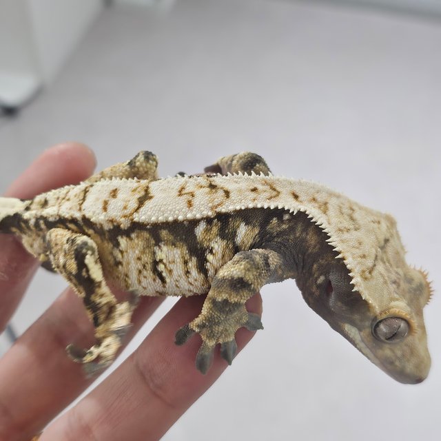 트라이 화이트스팟 익스트림할리퀸