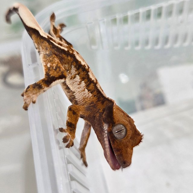 익스트림할리퀸 텐저린