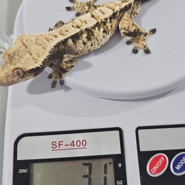 트라이 화이트스팟 익스트림할리퀸