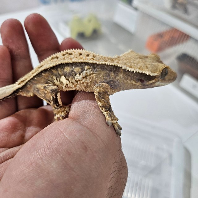 트라이 슈퍼스트라이프 쿼드 풀핀