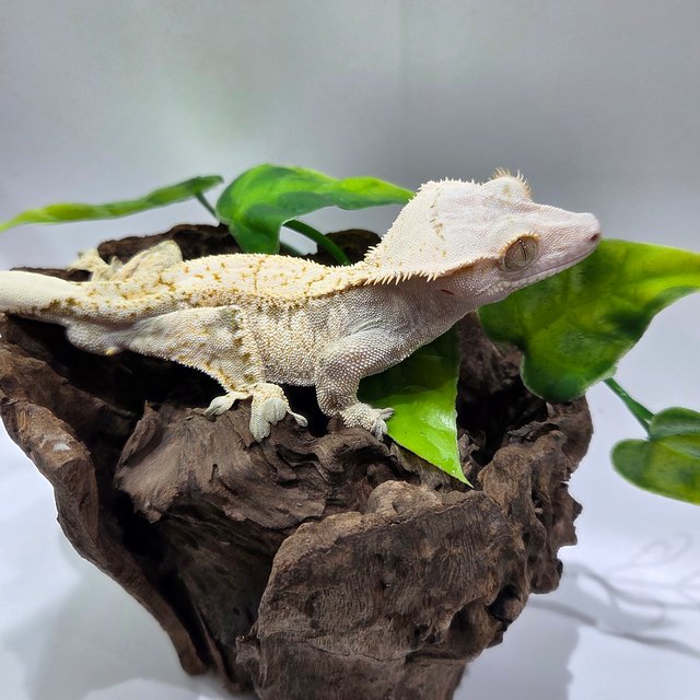 노멀 화이트스팟