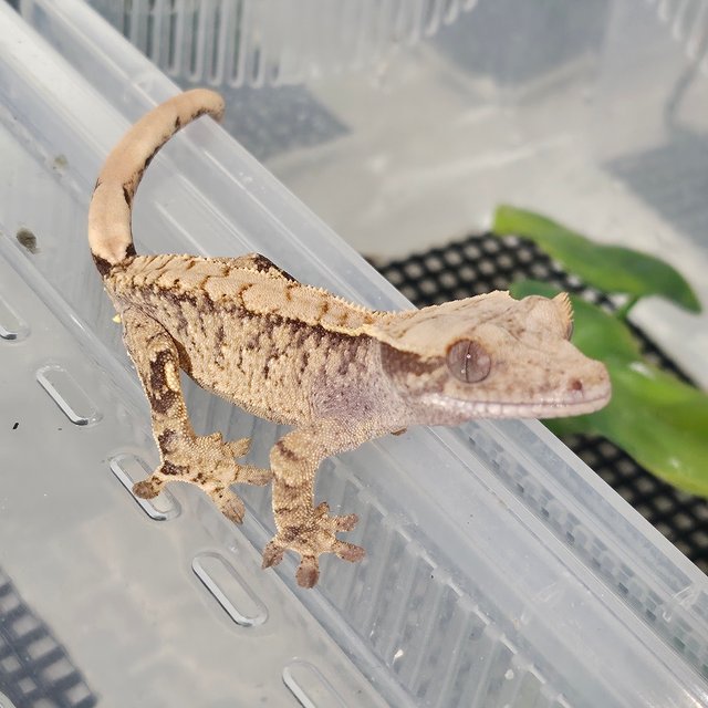 익스트림할리퀸