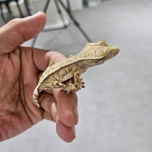 트라이 쿼드 익스트림할리퀸