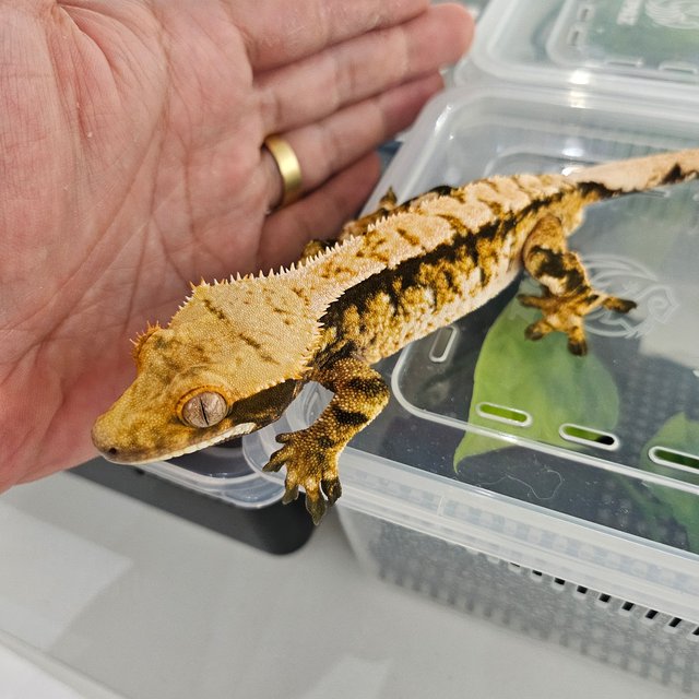 익스트림할리퀸 트라이 할리퀸