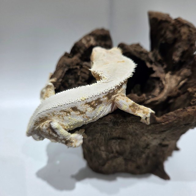 릴리화이트 솔리드백