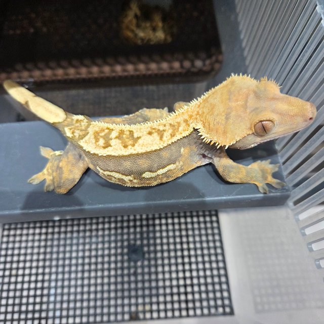 슈퍼스트라이프 핀스트라이프