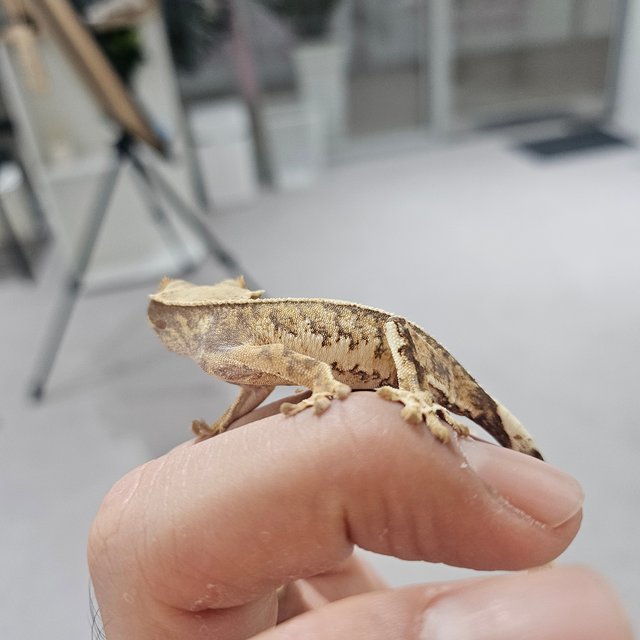 트라이 쿼드 익스트림할리퀸