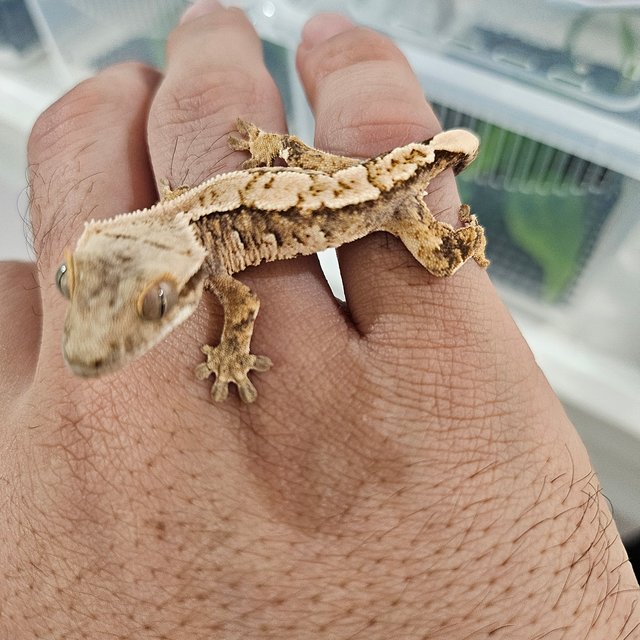 트라이 익스트림할리퀸