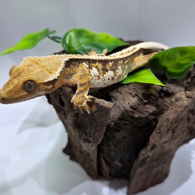 풀핀 익스트림할리퀸