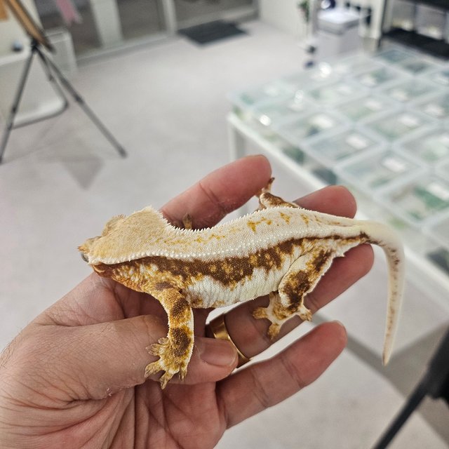 릴리화이트 레드