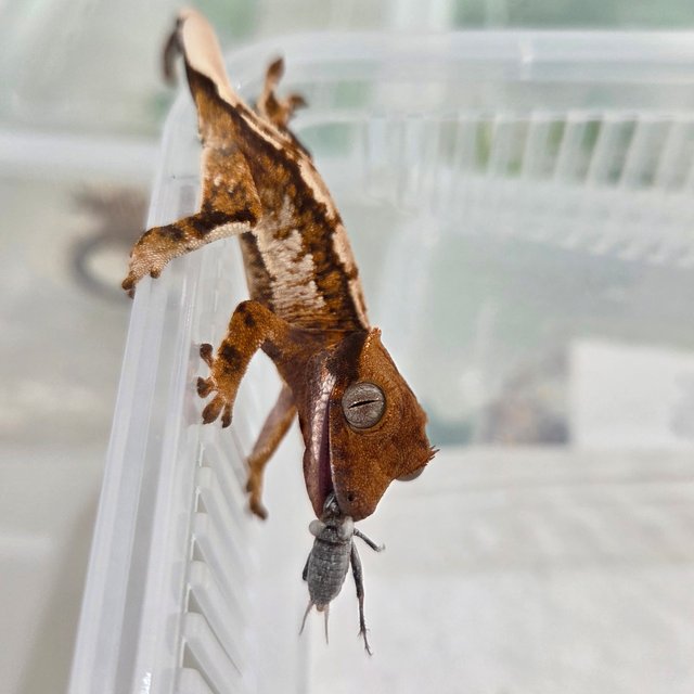 익스트림할리퀸 텐저린