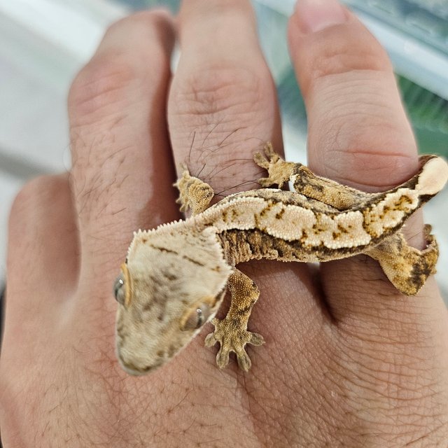 트라이 익스트림할리퀸