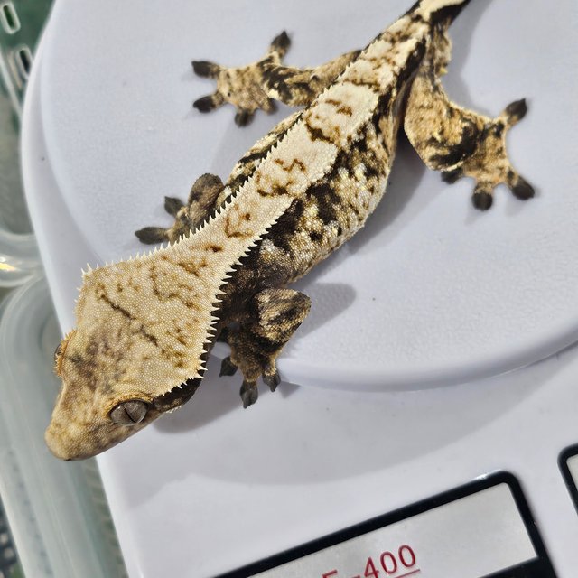 트라이 화이트스팟 익스트림할리퀸