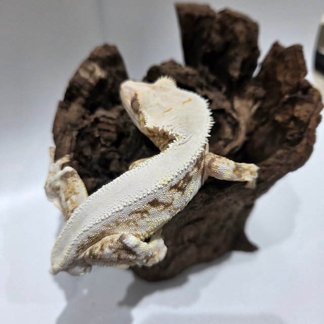 릴리화이트 솔리드백