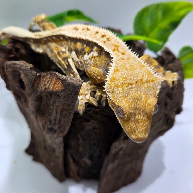 풀핀 익스트림할리퀸