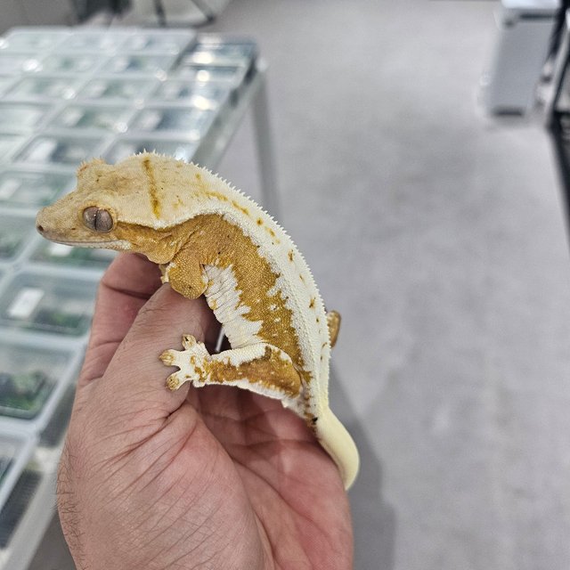 릴리화이트 크림