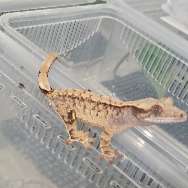 익스트림할리퀸