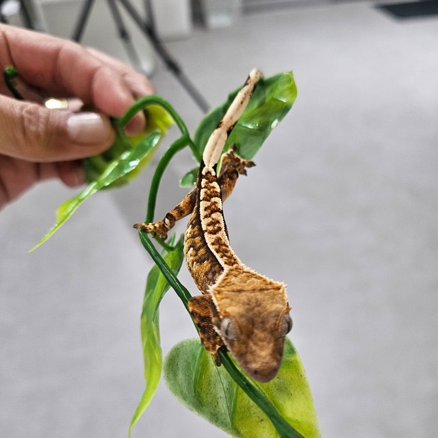 익스트림할리퀸 트라이