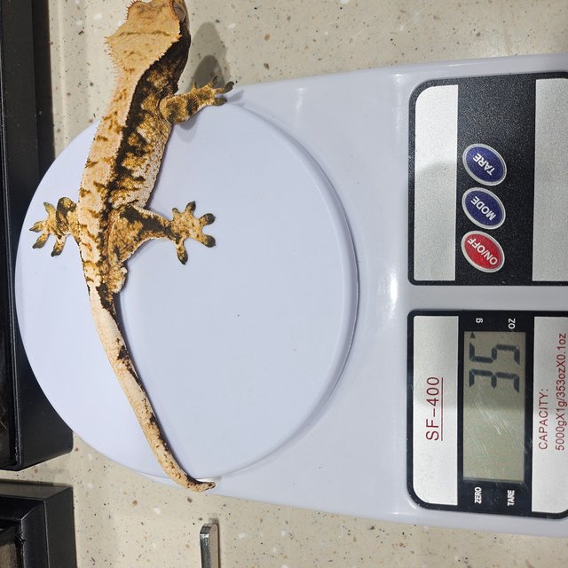 익스트림할리퀸 트라이 할리퀸