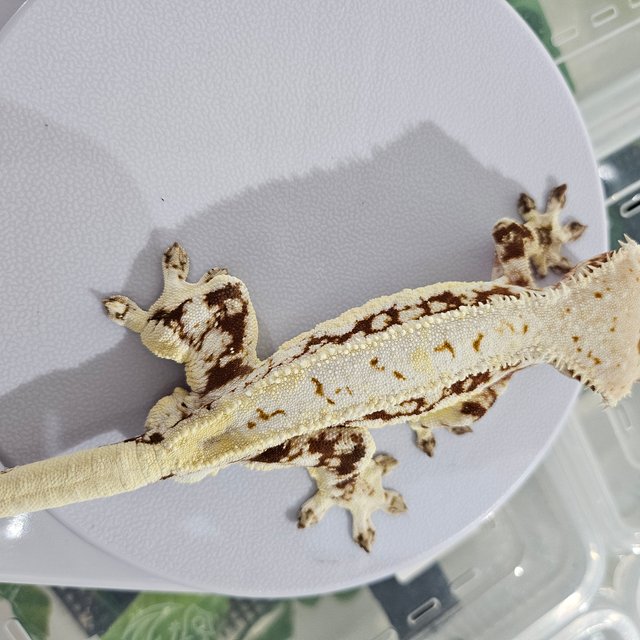 릴리화이트 스트로베리