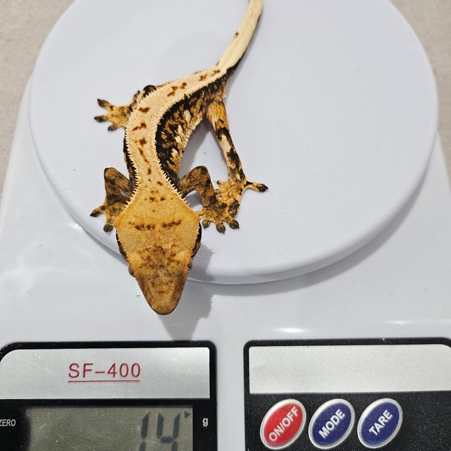 익스트림할리퀸 텐저린