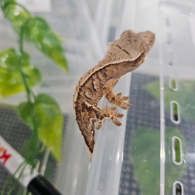 트라이 익스트림할리퀸