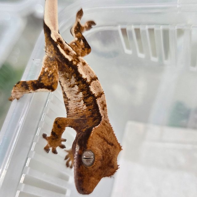 익스트림할리퀸 텐저린