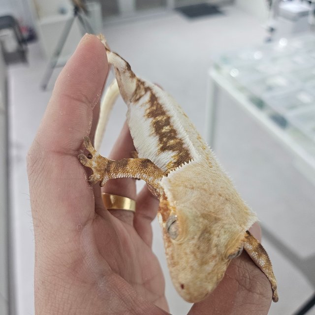 릴리화이트 레드