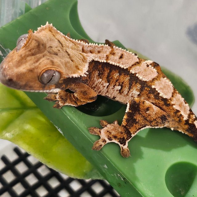 익스트림할리퀸